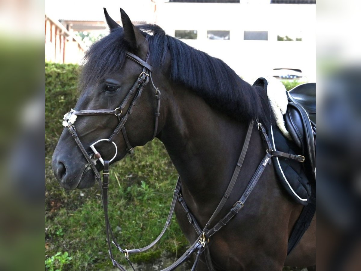 Hungarian Sport Horse Gelding 4 years 15 hh Bay-Dark in Winkel