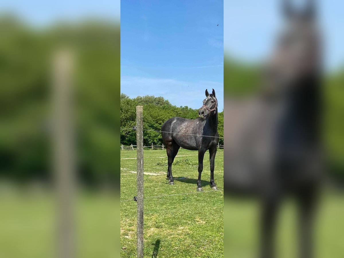 Hungarian Sport Horse Gelding 4 years 16,1 hh Gray in Gyenesdiás