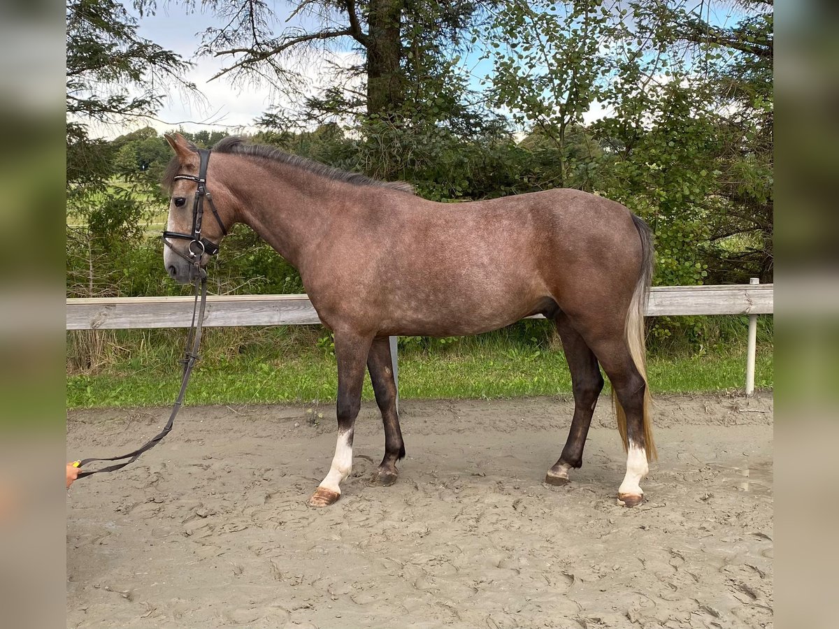 Hungarian Sport Horse Gelding 5 years 14,1 hh Brown Falb mold in Süderlügum