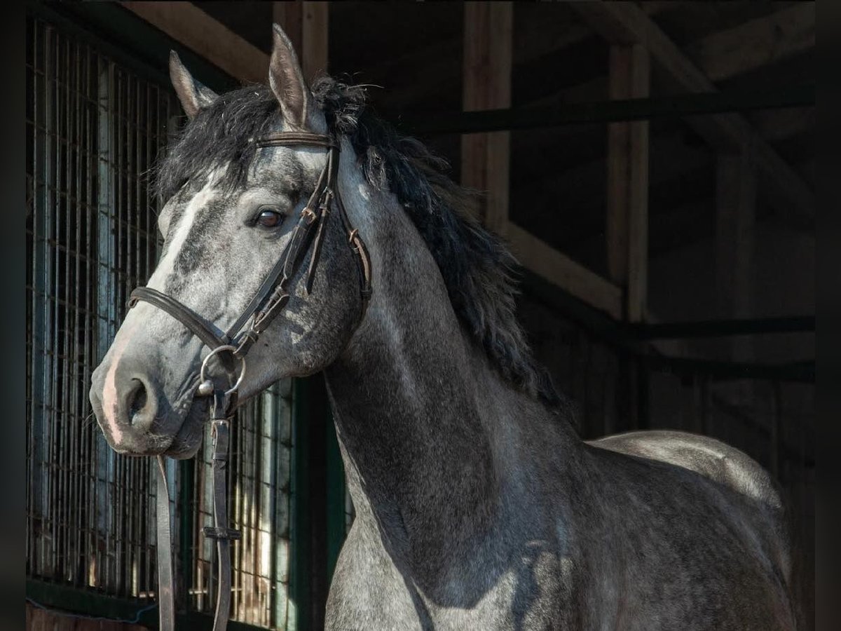 Hungarian Sport Horse Gelding 5 years 15,3 hh Gray in Nyíregyháza