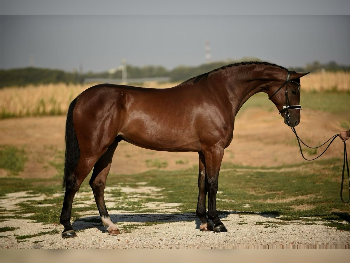 Hungarian Sport Horse Gelding 5 years 16,1 hh Brown in Üllő