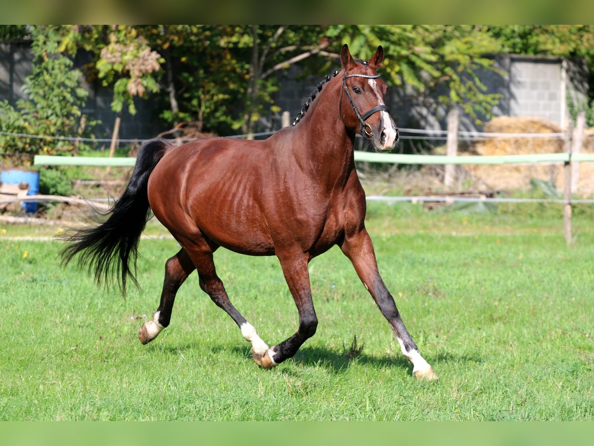 Hungarian Sport Horse Gelding 5 years 16,2 hh Bay in Győr