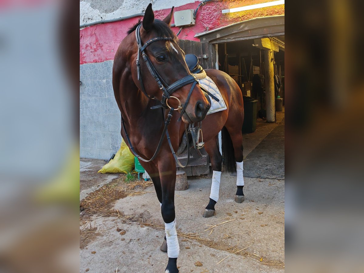 Hungarian Sport Horse Gelding 5 years 16 hh Bay-Dark in Baden