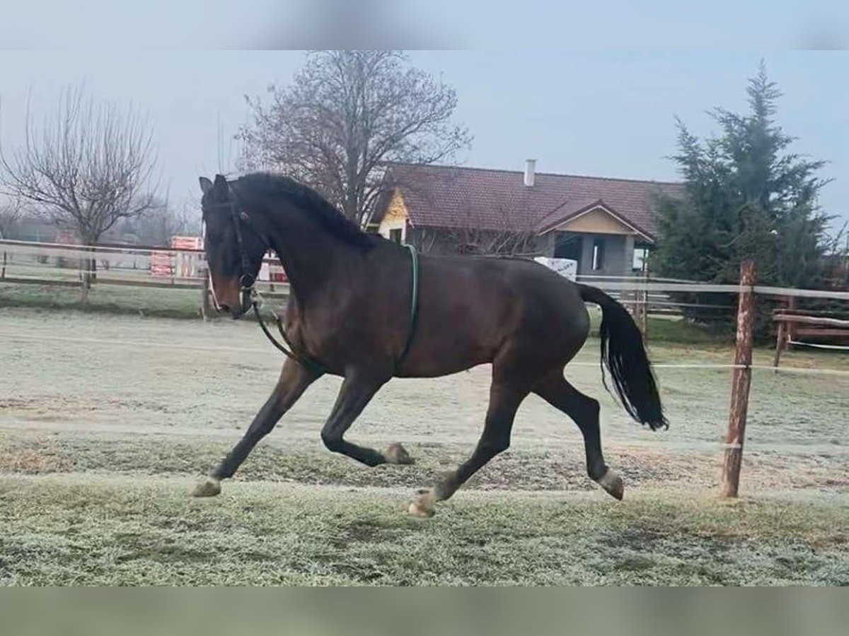 Hungarian Sport Horse Gelding 5 years 16,2 hh Bay-Dark in Tass