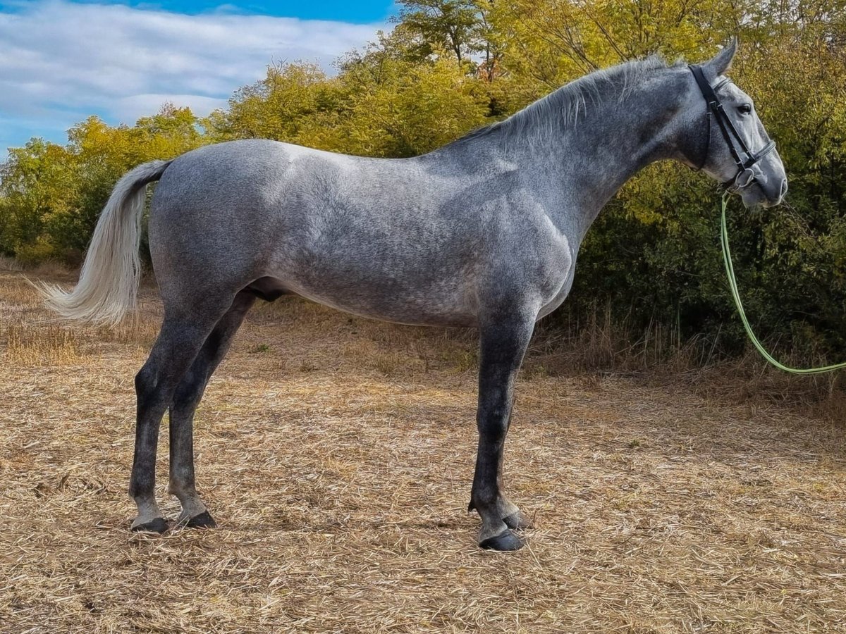 Hungarian Sport Horse Mix Gelding 5 years 16,2 hh Grey in Békés Hungarian Sport Horse Mix Gelding 5 years 16,2 hh Grey in Békés