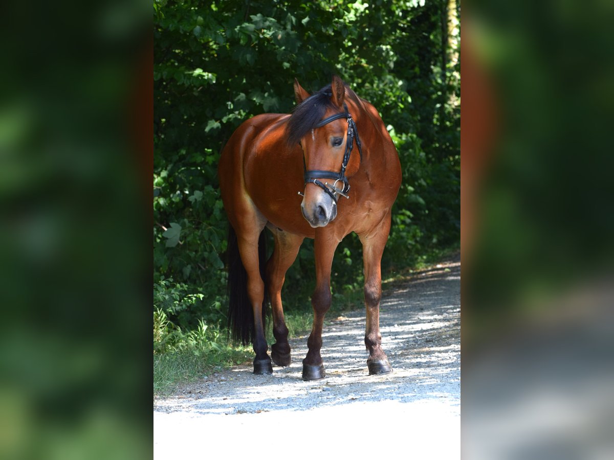 Hungarian Sport Horse Mix Gelding 6 years 12,2 hh Brown in Weinfelden