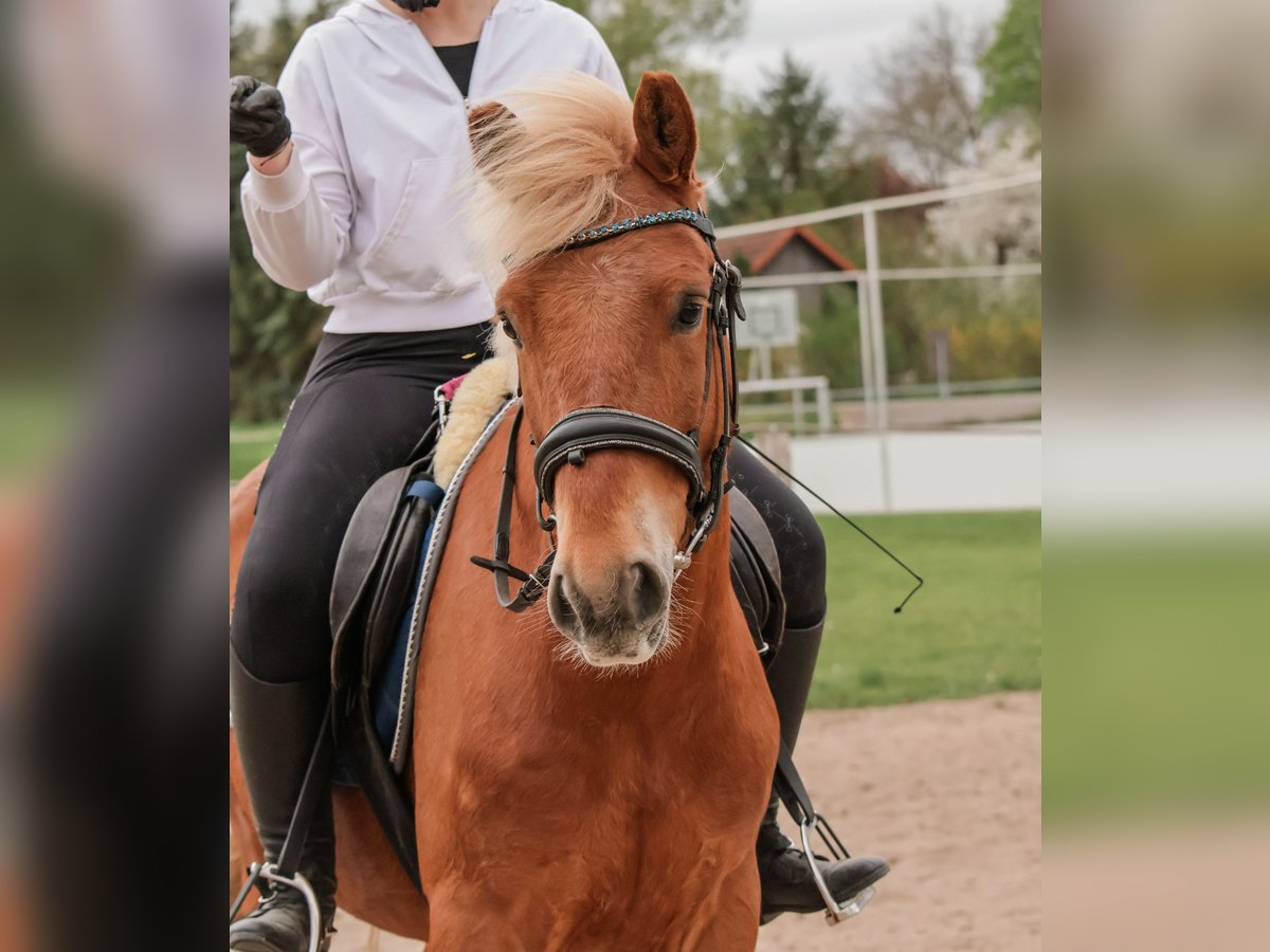 Hungarian Sport Horse Gelding 6 years 14,1 hh Chestnut-Red in Gera