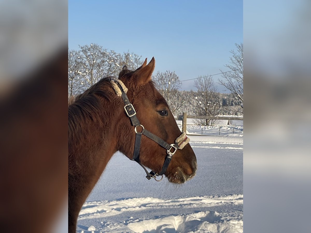 Hungarian Sport Horse Gelding 6 years 14,2 hh Chestnut in Hohenthann