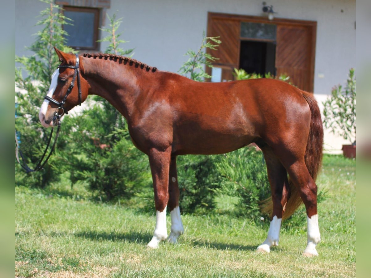 Hungarian Sport Horse Mix Gelding 6 years 14,3 hh in Berlin