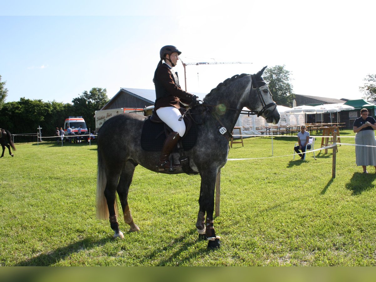 Hungarian Sport Horse Gelding 6 years 15,2 hh Gray in Trautskirchen