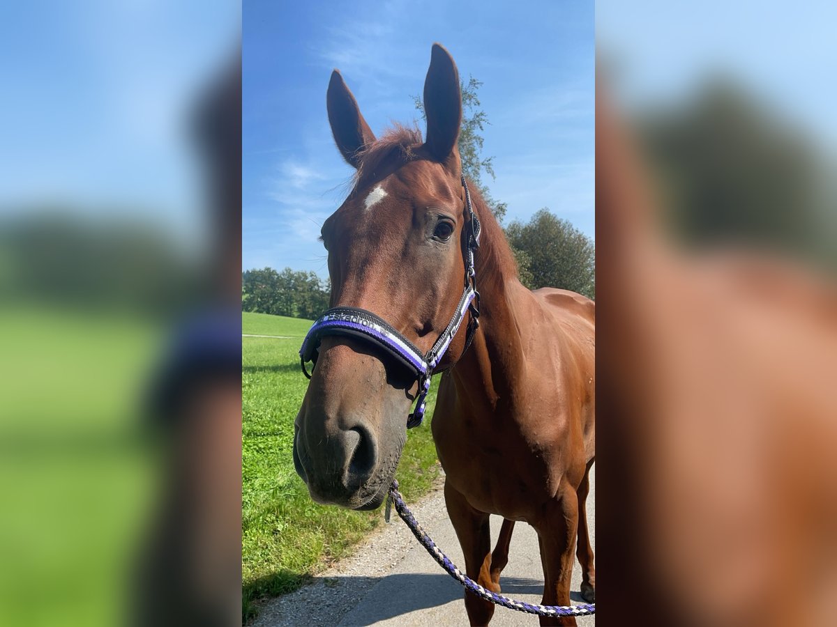 Hungarian Sport Horse Gelding 6 years 16 hh Chestnut-Red in Obertrum am Ser