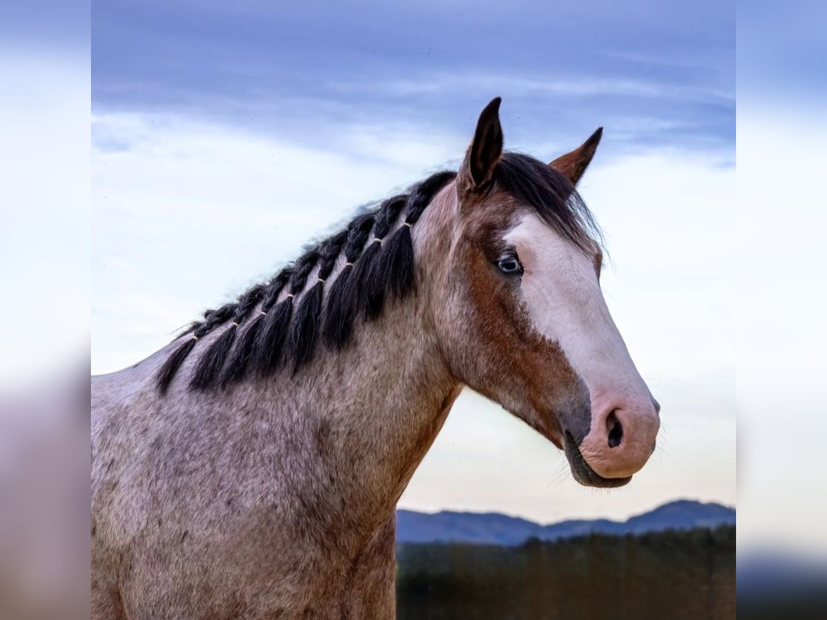 Hungarian Sport Horse Gelding 7 years 14,2 hh Grey-Red-Tan in Baumgartenberg