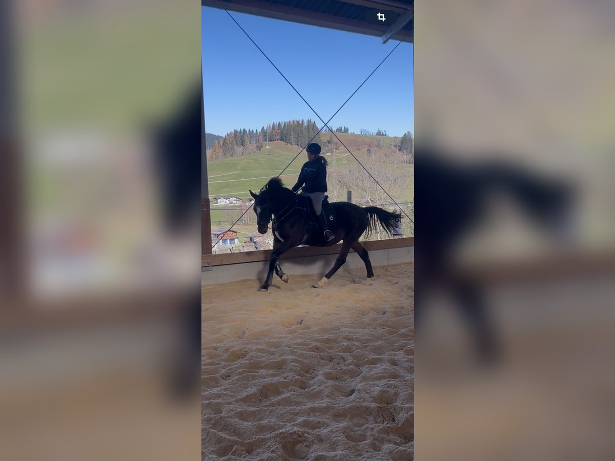 Hungarian Sport Horse Gelding 7 years 15,3 hh Bay-Dark in Embach