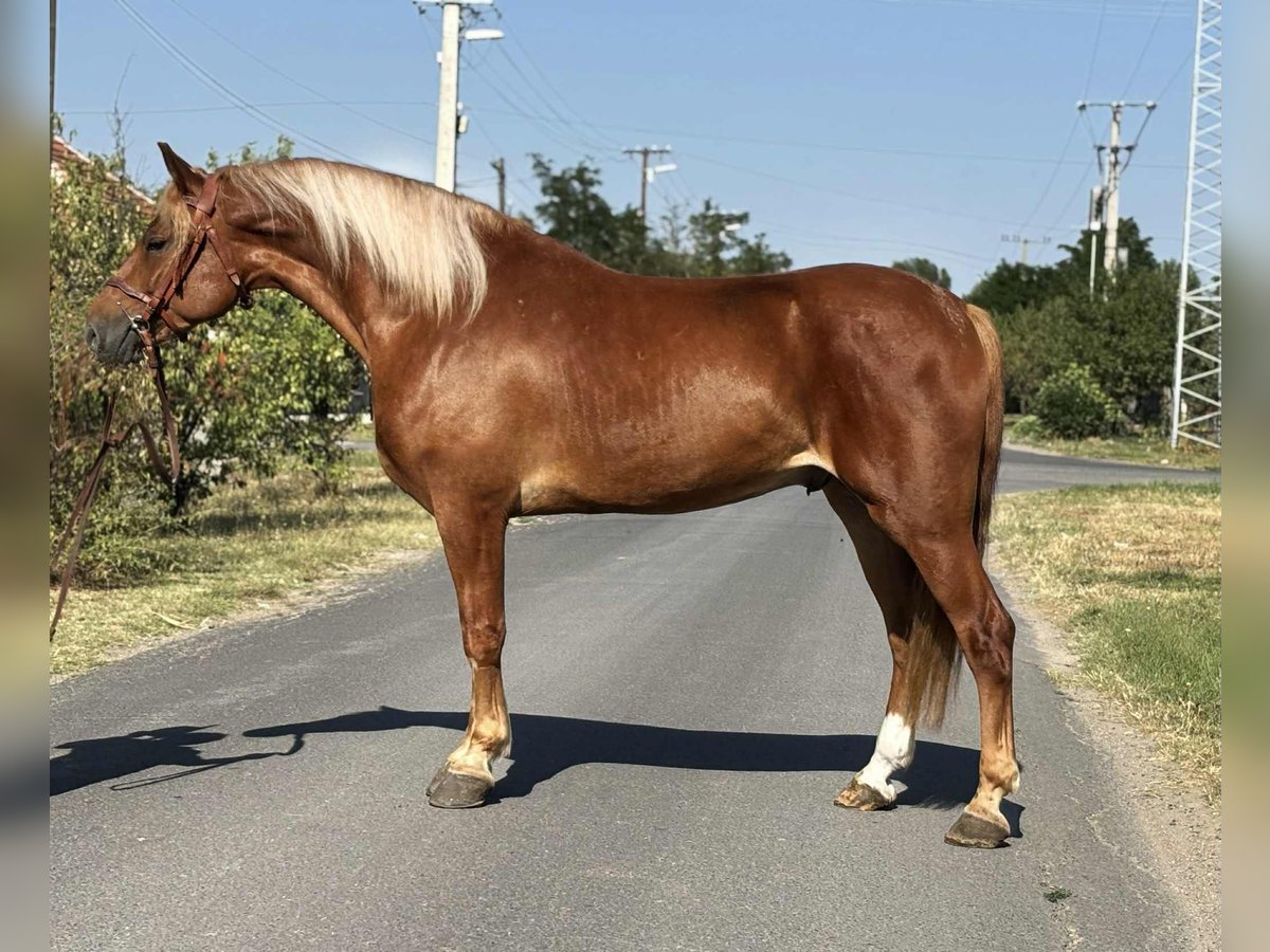 Hungarian Sport Horse Gelding 7 years 15,2 hh Chestnut-Red in B&#xE9;k&#xE9;s