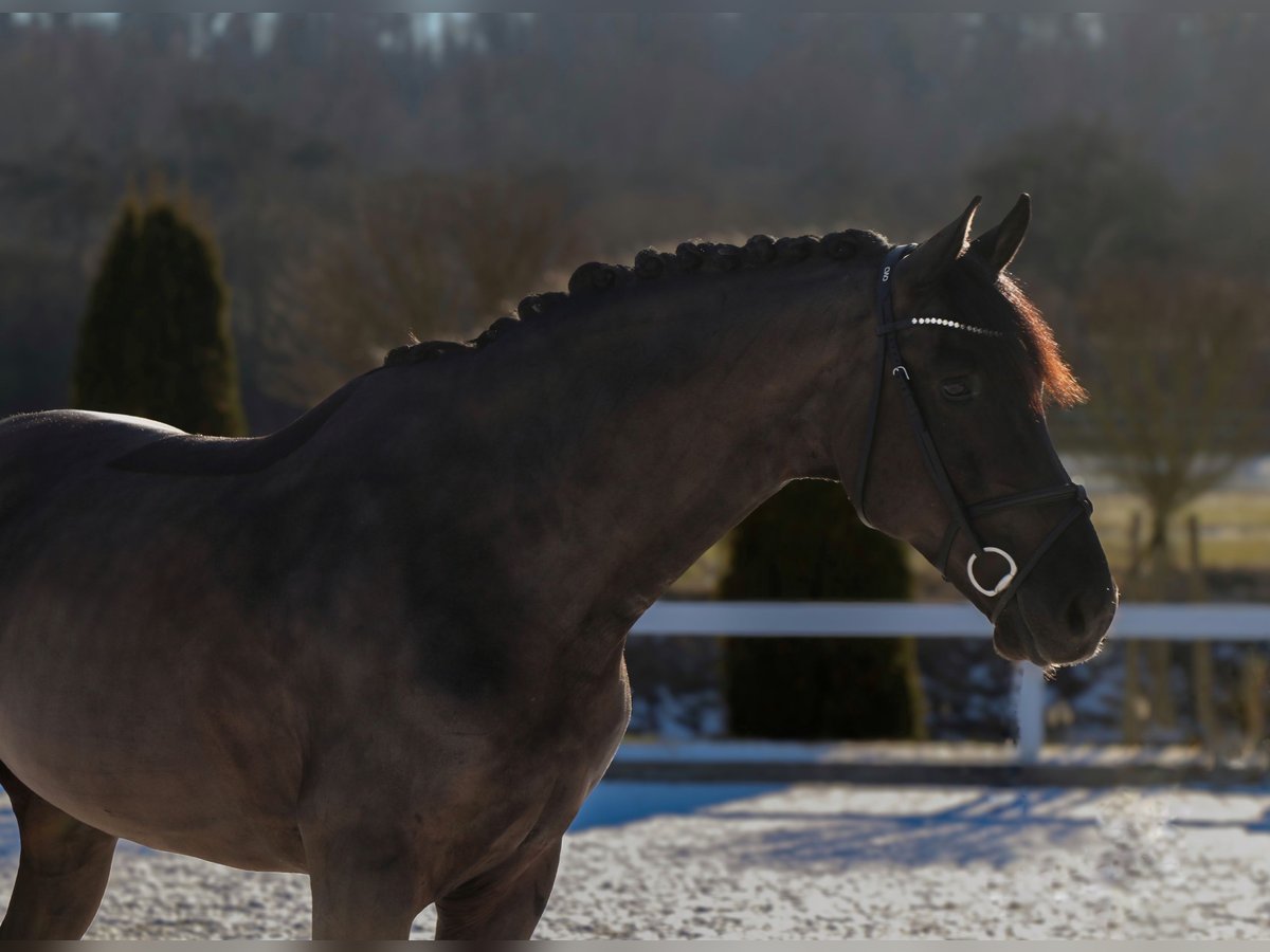 Hungarian Sport Horse Gelding 7 years 16,2 hh Black in Schwäbisch Hall