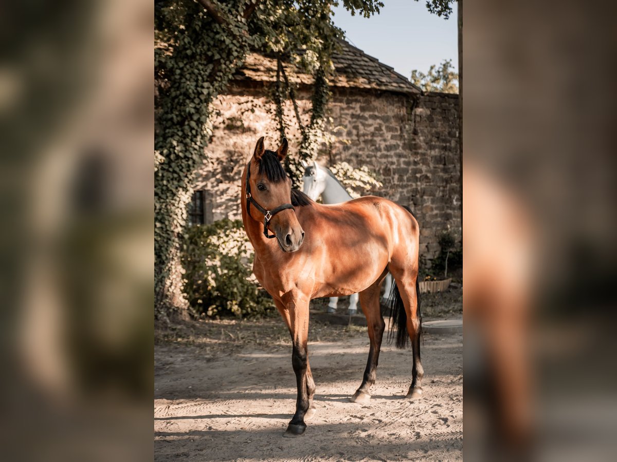 Hungarian Sport Horse Gelding 7 years 16,1 hh Brown in Ha&#xDF;loch