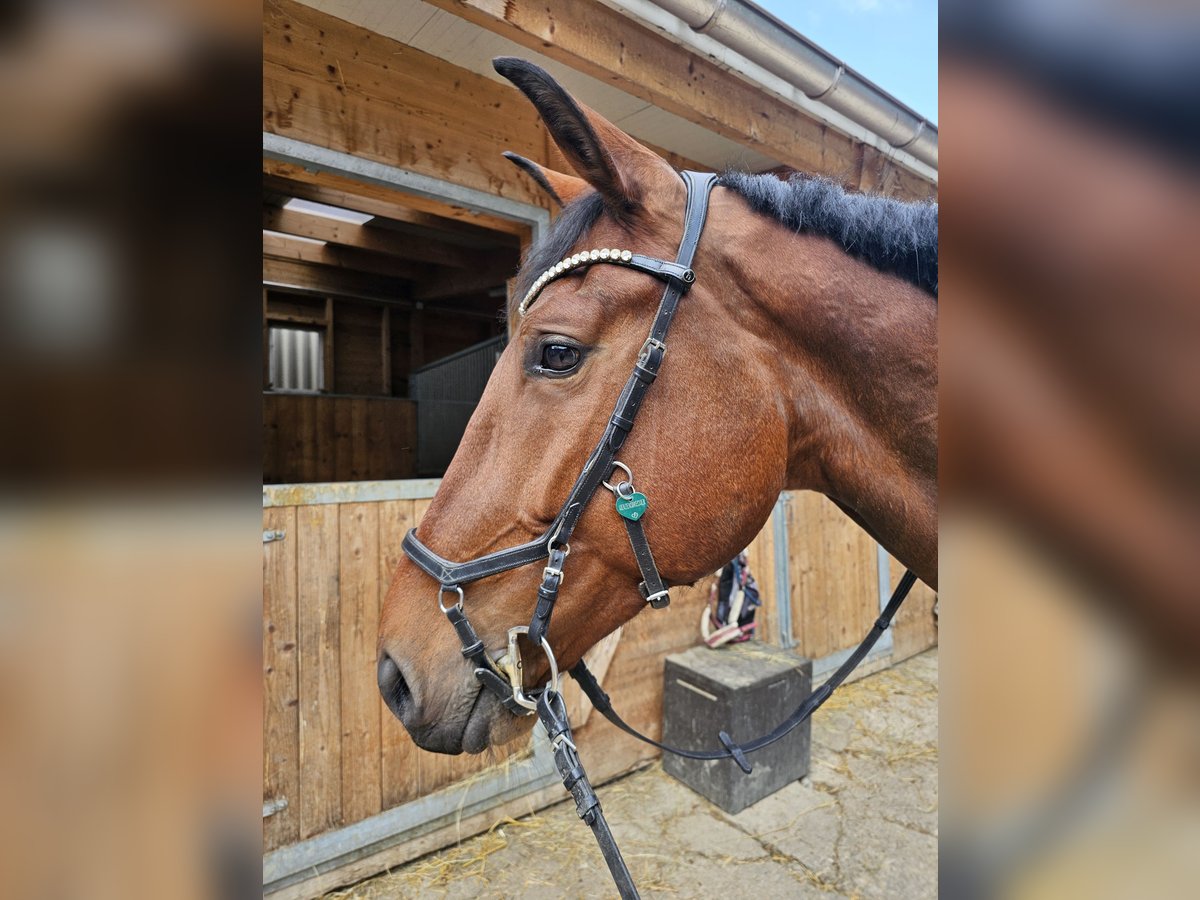 Hungarian Sport Horse Gelding 7 years 16,2 hh Brown in Breitenfurt bei Wien