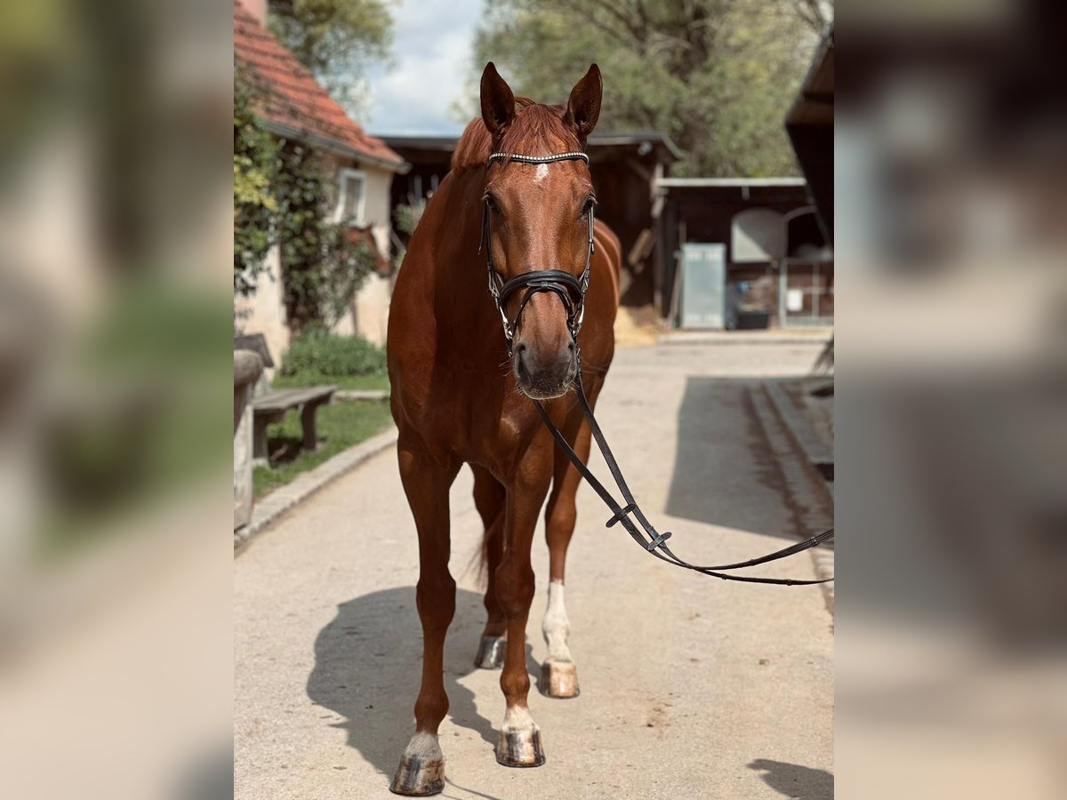 Hungarian Sport Horse Gelding 7 years 17 hh Chestnut-Red in Garching bei München