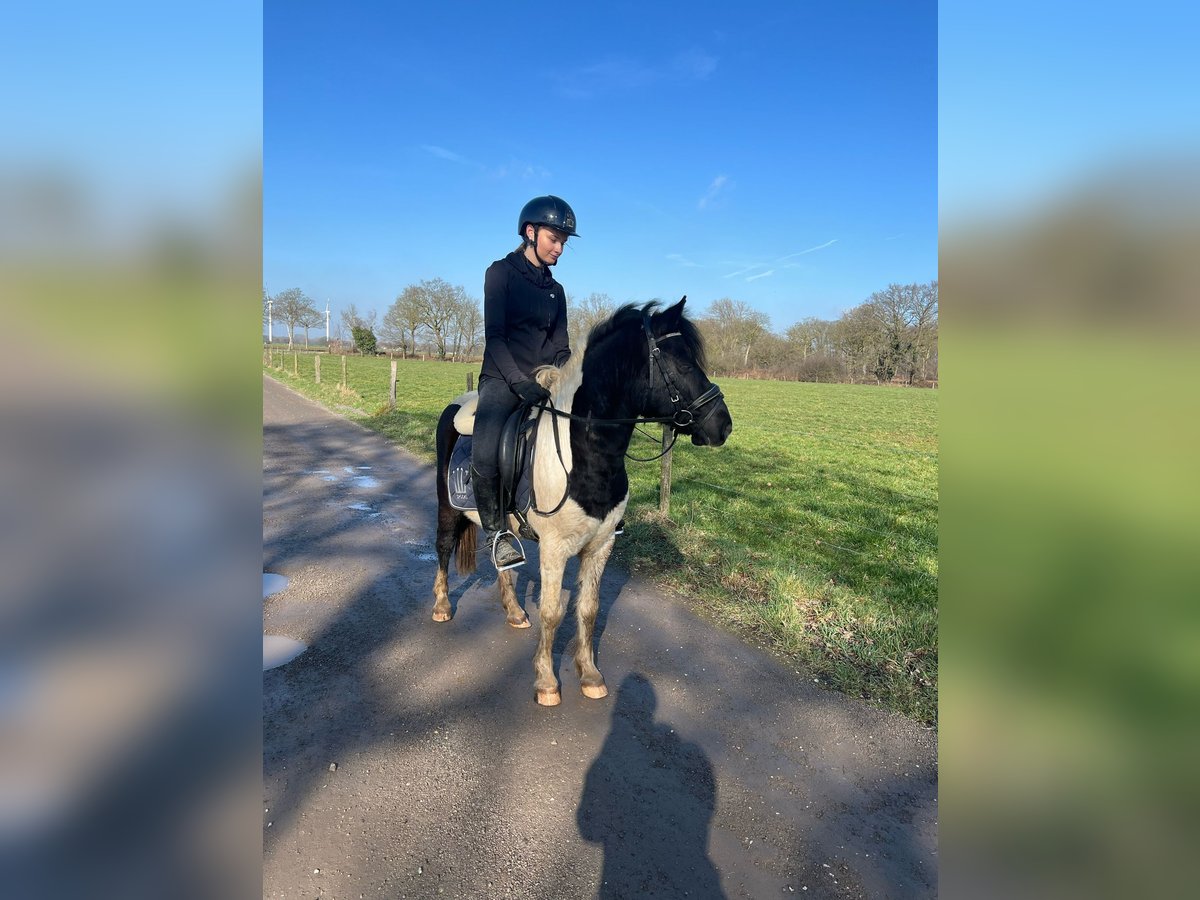 Hungarian Sport Horse Gelding 8 years 12,2 hh Pinto in Straelen