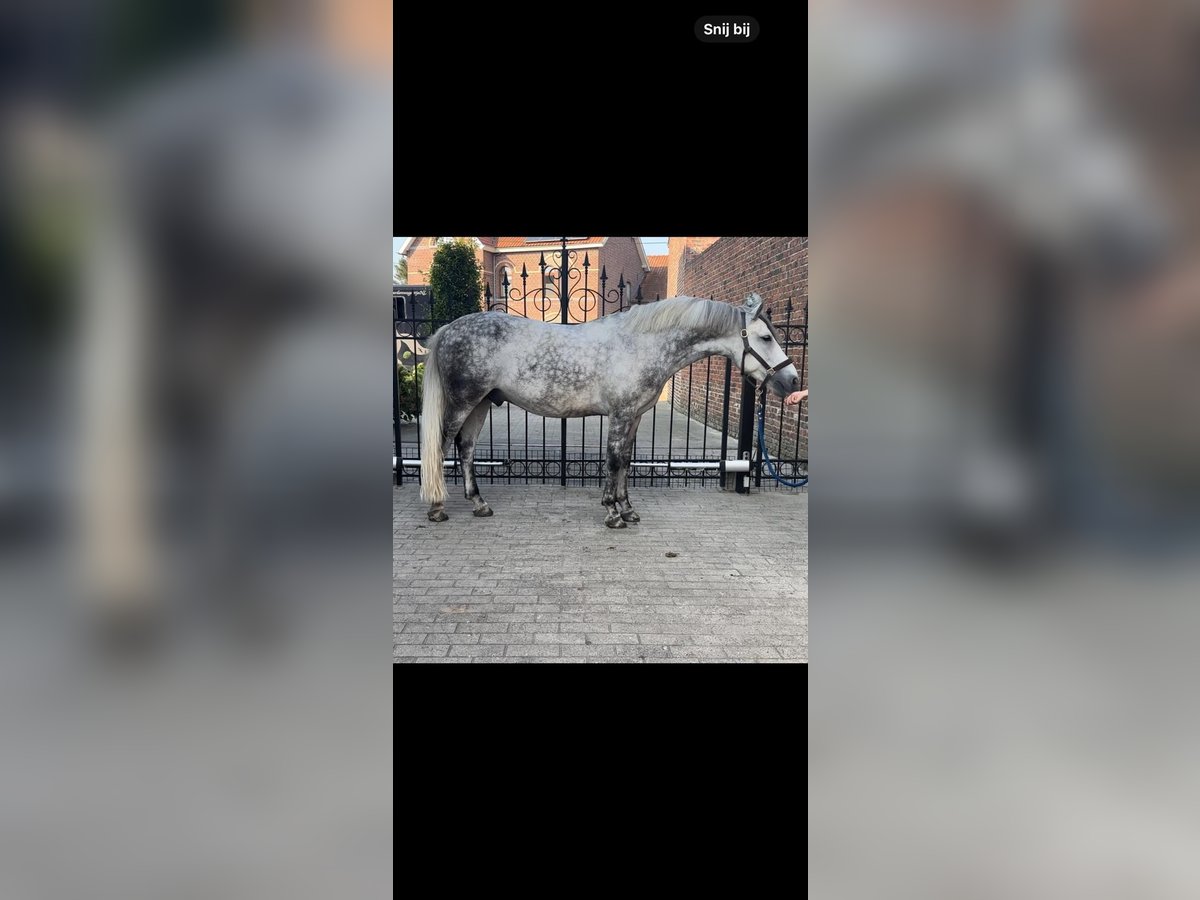 Hungarian Sport Horse Mix Gelding 8 years 14,1 hh Gray-Blue-Tan in Weert