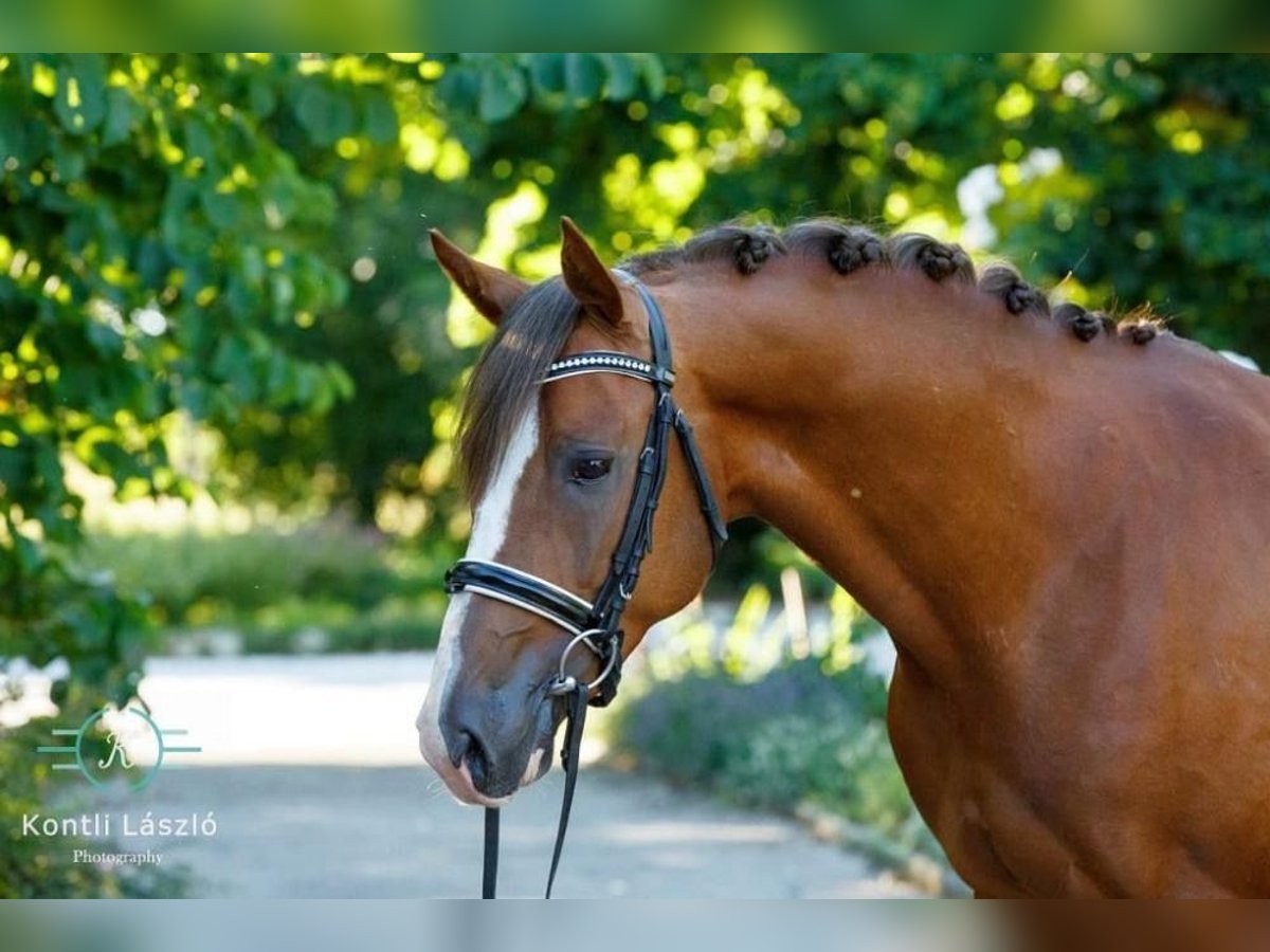 Hungarian Sport Horse Gelding 8 years 15,2 hh Chestnut in Ebreichsdorf