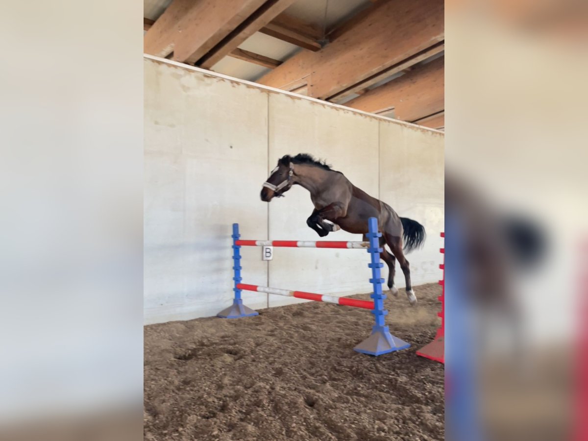 Hungarian Sport Horse Gelding 8 years 15,3 hh Bay-Dark in Embach