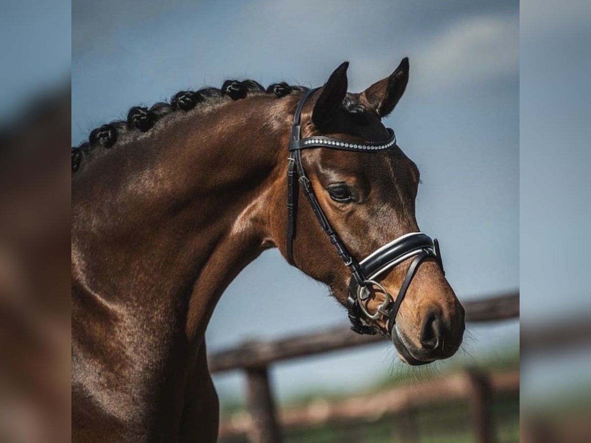 Hungarian Sport Horse Gelding 8 years 15,3 hh Bay-Dark in Raubling