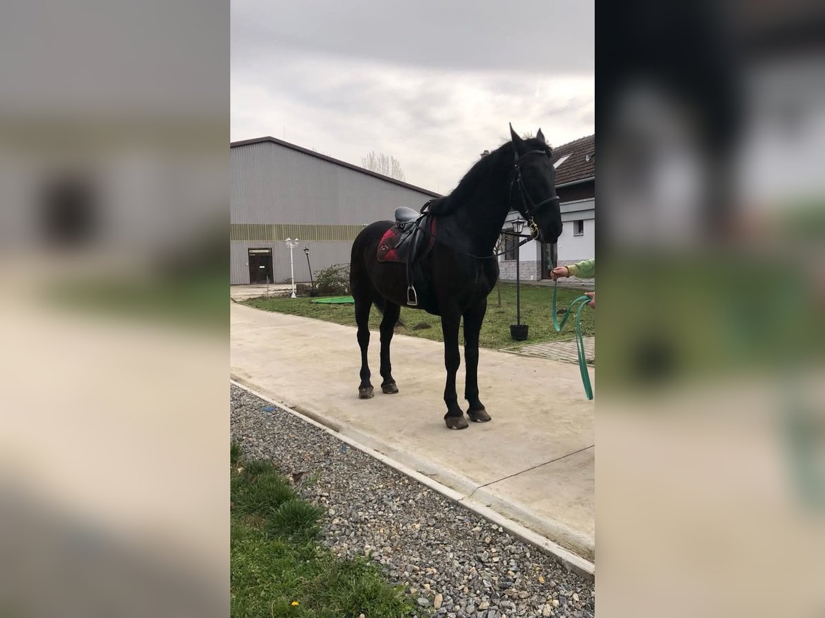 Hungarian Sport Horse Gelding 8 years 16,1 hh Black in Békés