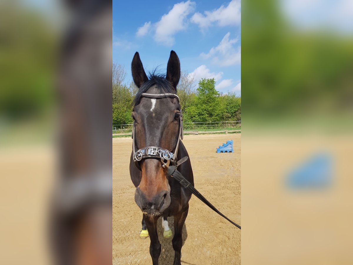 Hungarian Sport Horse Gelding 8 years 16 hh Bay-Dark in Wermelskirchen