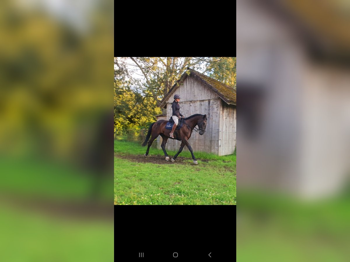 Hungarian Sport Horse Gelding 8 years 16 hh Black in Steindorf