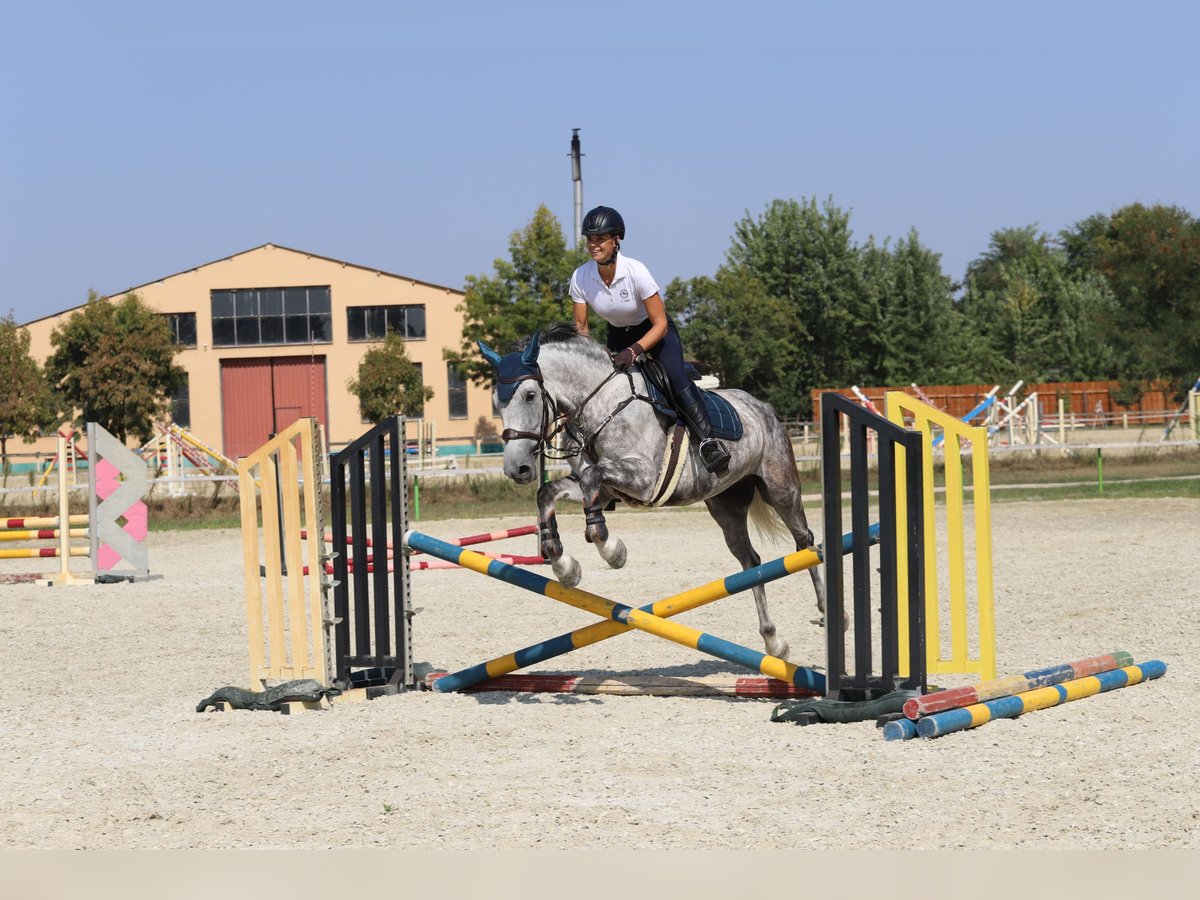 Hungarian Sport Horse Mix Gelding 8 years 16 hh Gray in Gönyű