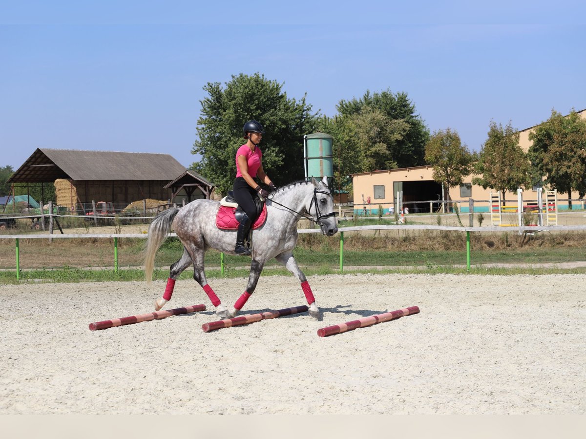 Hungarian Sport Horse Mix Gelding 8 years 16 hh Gray in Gönyű