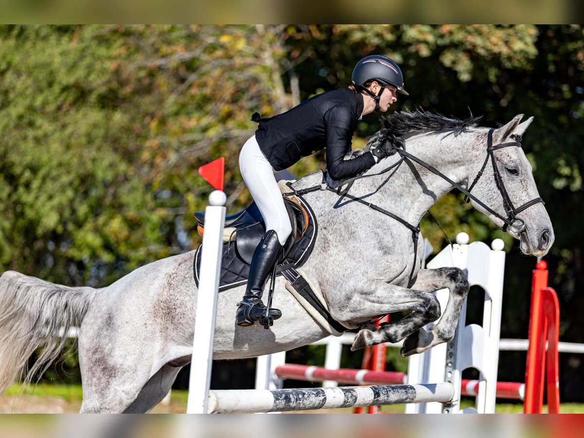 Hungarian Sport Horse Gelding 8 years 16 hh Gray in Dabas