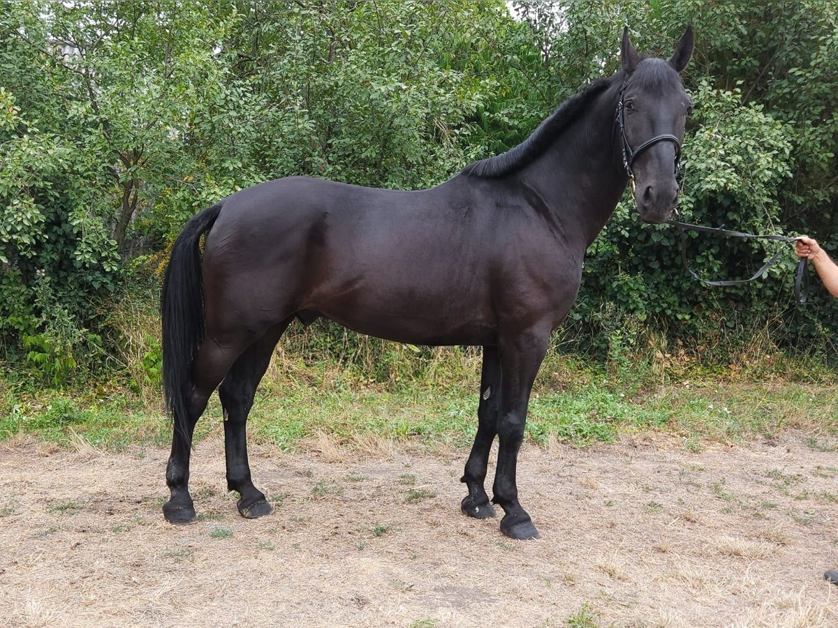 Hungarian Sport Horse Gelding 8 years 16,1 hh Black in Gerla