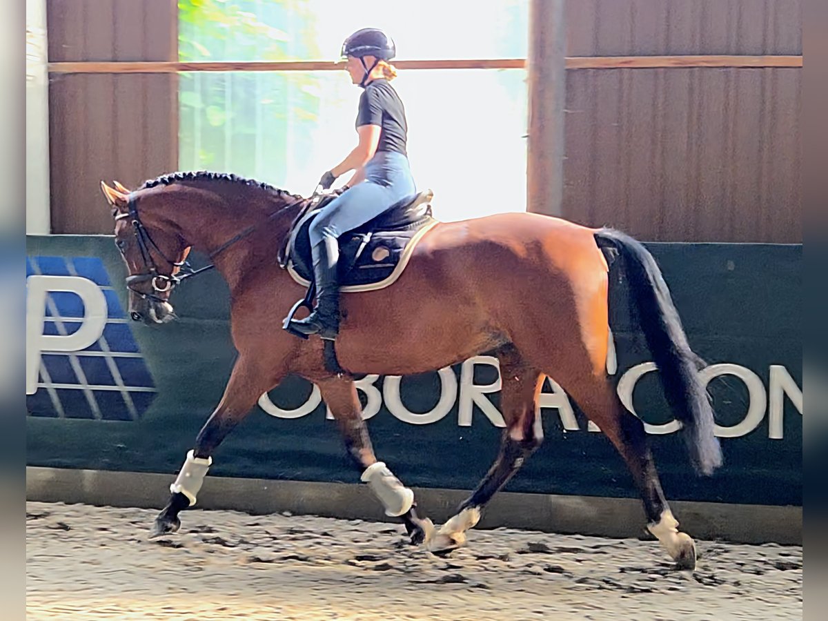 Hungarian Sport Horse Gelding 8 years 16,1 hh Brown in Schattendorf