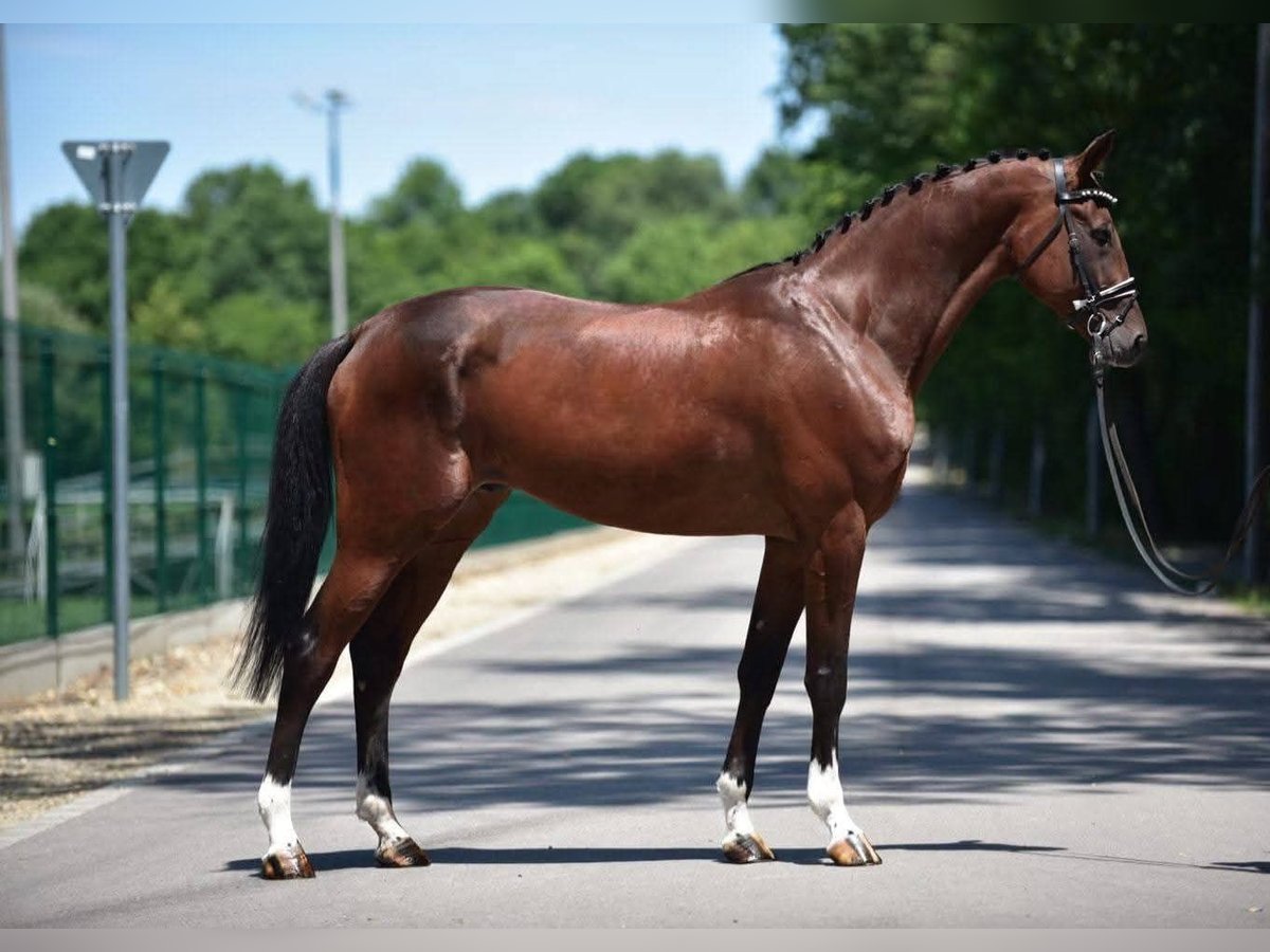 Hungarian Sport Horse Gelding 8 years 16,2 hh Brown in Budapest