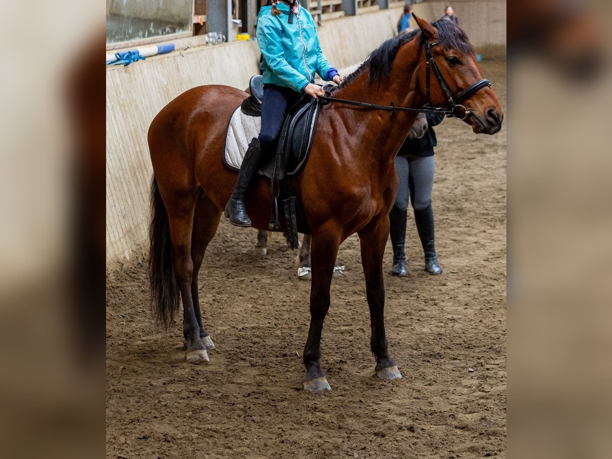 Hungarian Sport Horse Gelding 8 years Brown in Wirtschaft