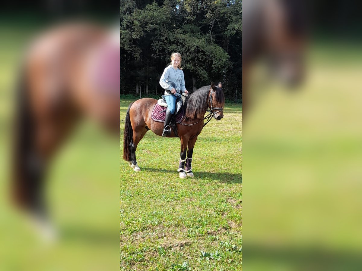 Hungarian Sport Horse Gelding 9 years 14,2 hh Brown in Klagenfurt
