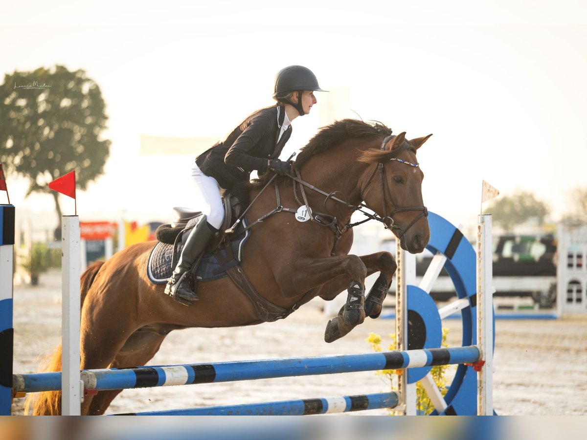 Hungarian Sport Horse Gelding 9 years 14,2 hh Chestnut in Pulheim