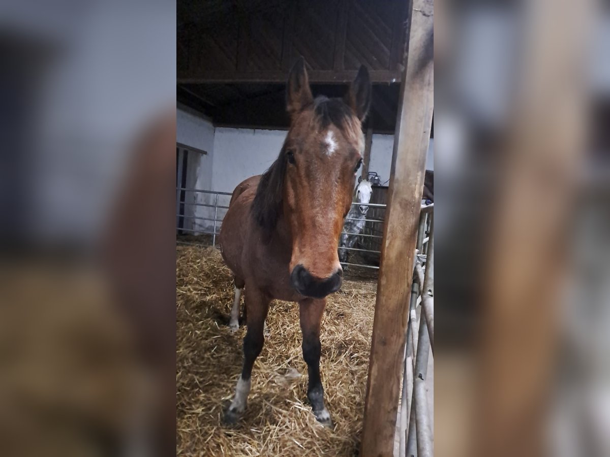 Hungarian Sport Horse Gelding 9 years 15,1 hh Chestnut-Red in Fohregg