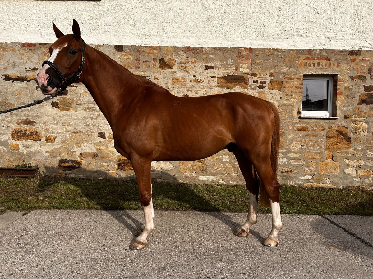 Hungarian Sport Horse Gelding 9 years 15,3 hh in Bad Lauchst&#xE4;dt