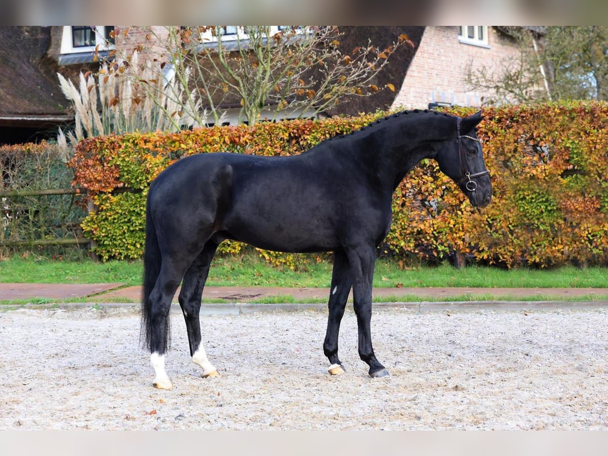 Hungarian Sport Horse Gelding 9 years 16,2 hh Black in Budapest