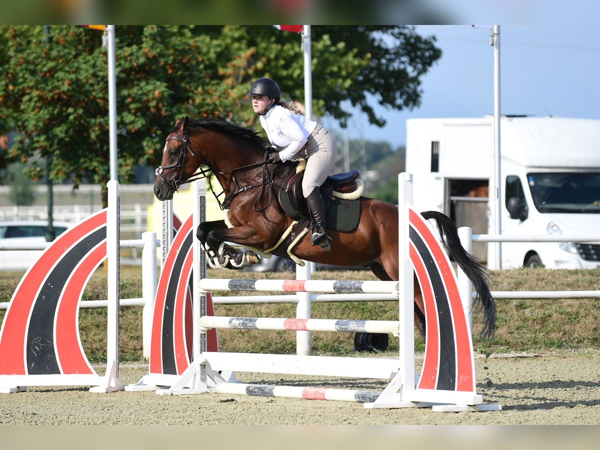 Hungarian Sport Horse Gelding 9 years 16 hh Brown in Pereszteg