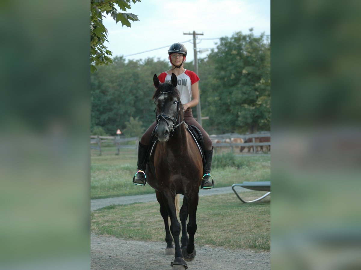 Hungarian Sport Horse Mix Gelding 9 years 16 hh Gray-Dark-Tan in Lutzmannsburg