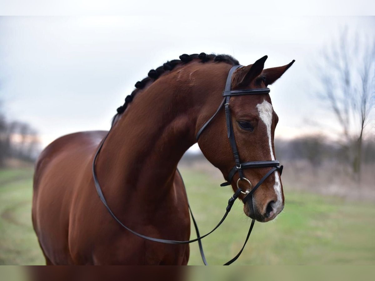 Hungarian Sport Horse Gelding 9 years 16,1 hh Bay in Kecskem&#xE9;t