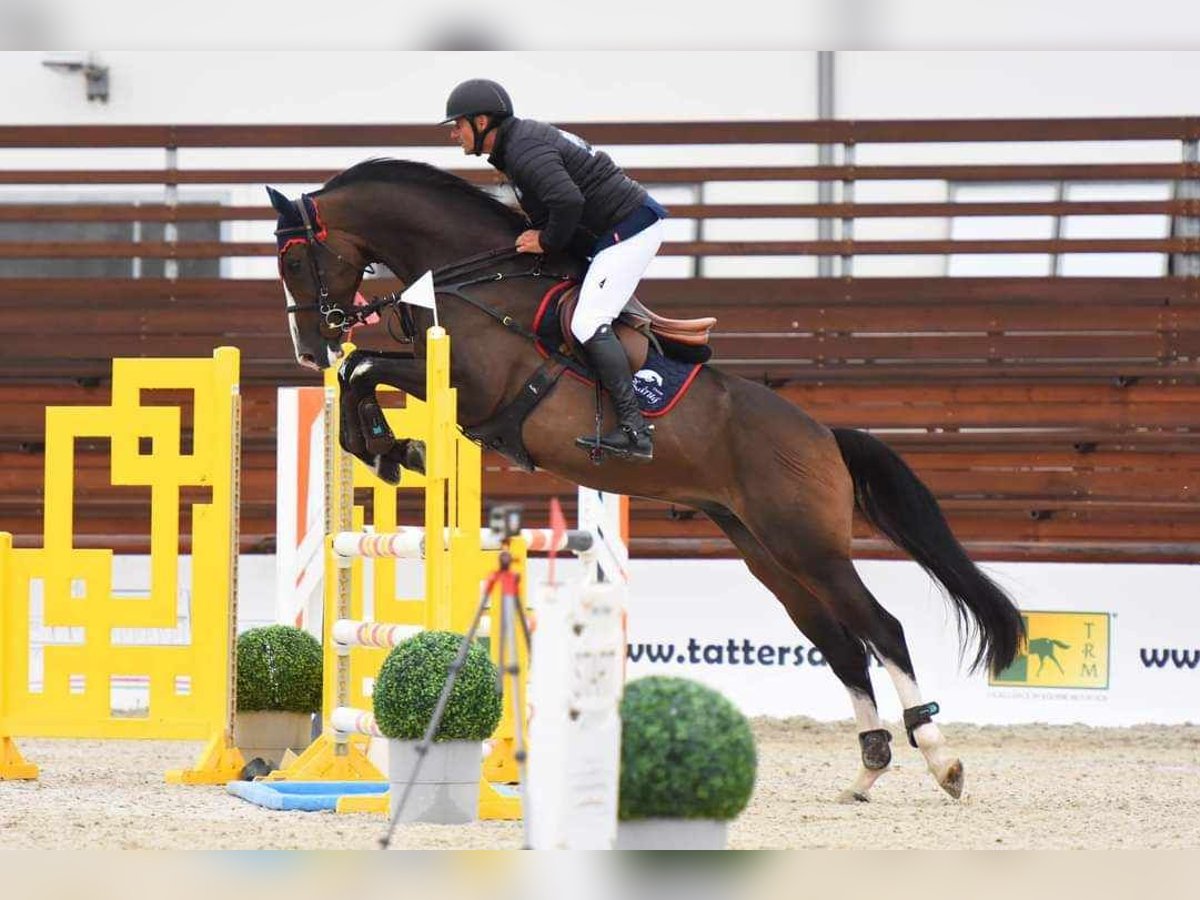 Hungarian Sport Horse Gelding 9 years 17 hh Bay-Dark in Molnári