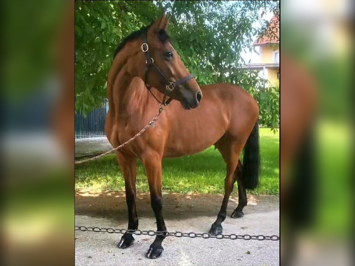 Hungarian Sport Horse Mare 10 years 15,2 hh Brown in Darmstadt