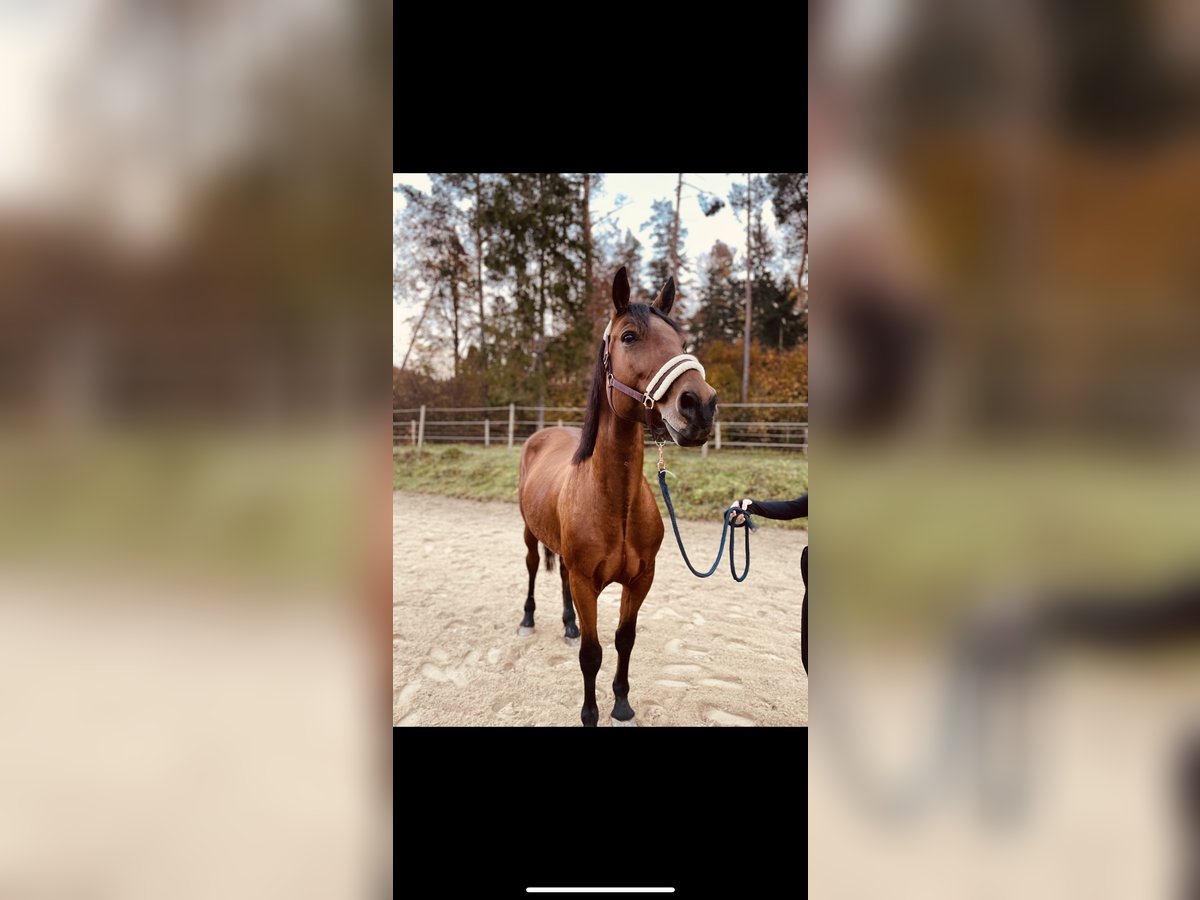 Hungarian Sport Horse Mix Mare 10 years 15,3 hh Brown in Pöllau