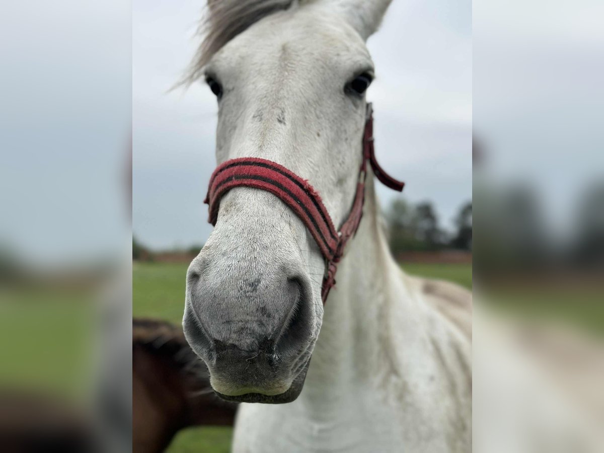 Hungarian Sport Horse Mix Mare 10 years 15,2 hh in Rust