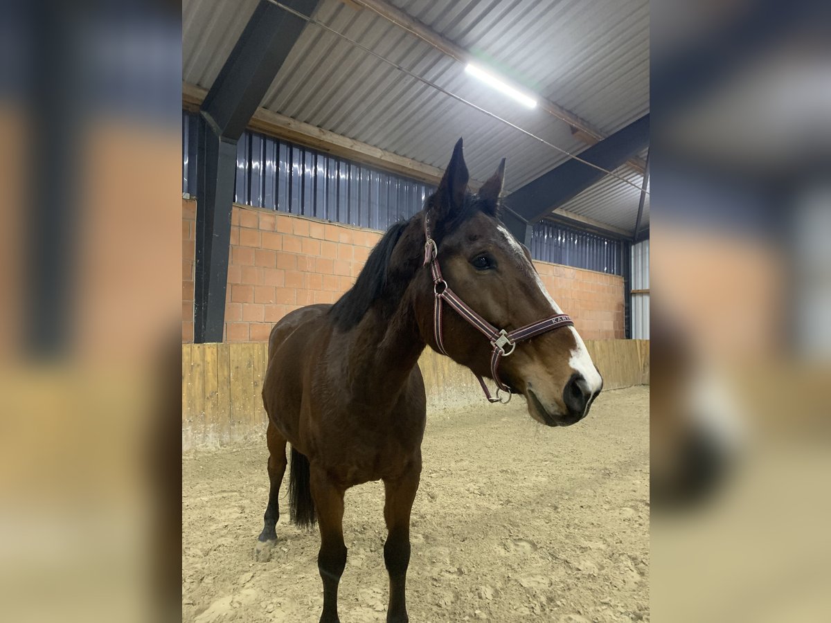 Hungarian Sport Horse Mare 10 years 16,1 hh Bay-Dark in Marburg